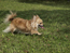 dog_3.jpg