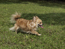 dog_2.jpg