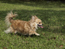 dog4.jpg