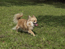 dog_1.jpg