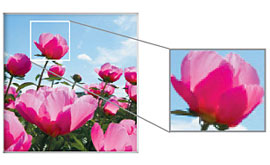 5x Optical Zoom
