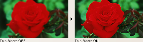 Tele-Macro