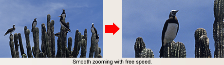 Zoom