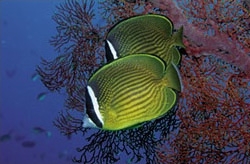 MS521P